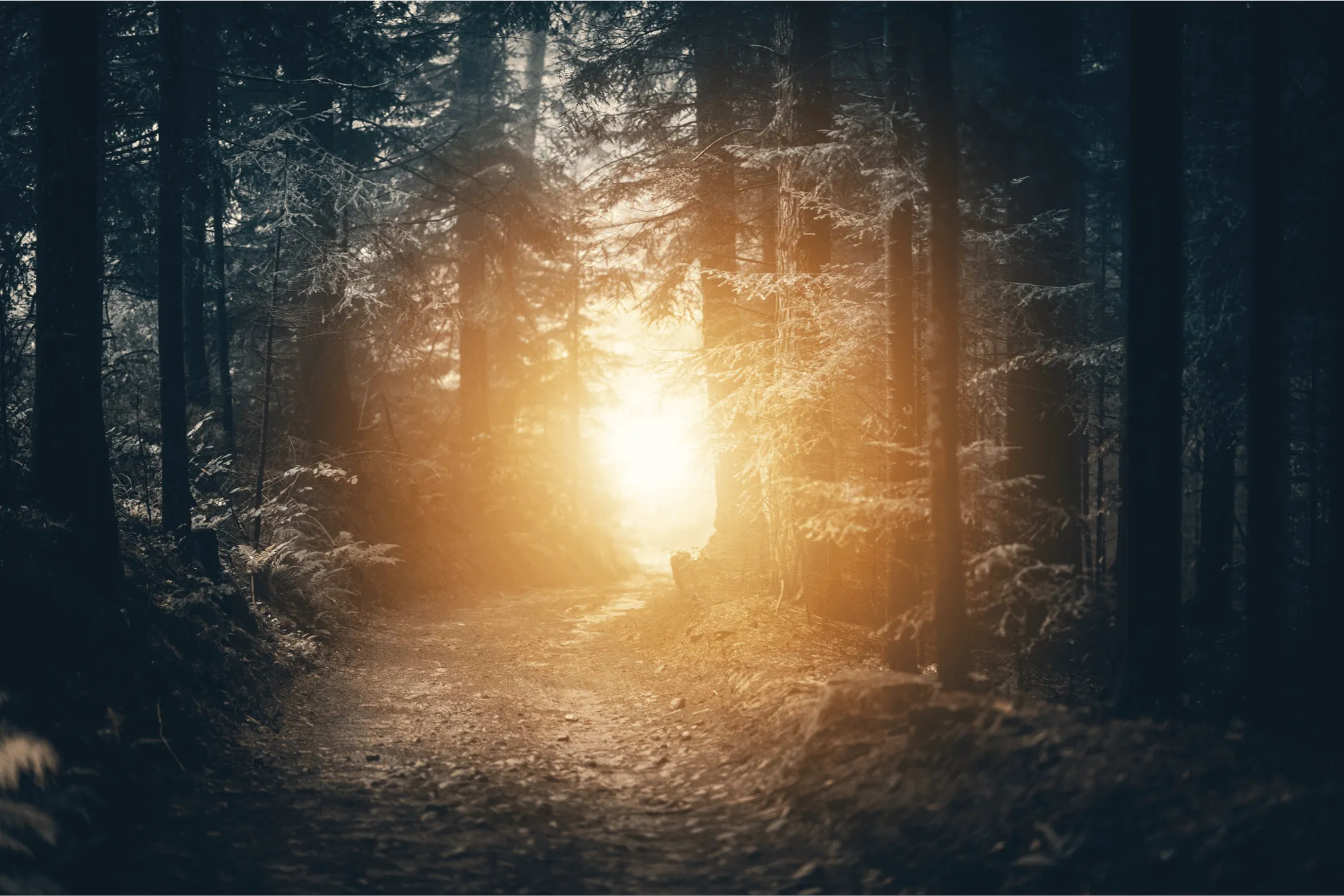 Sunlight opening through a forest path