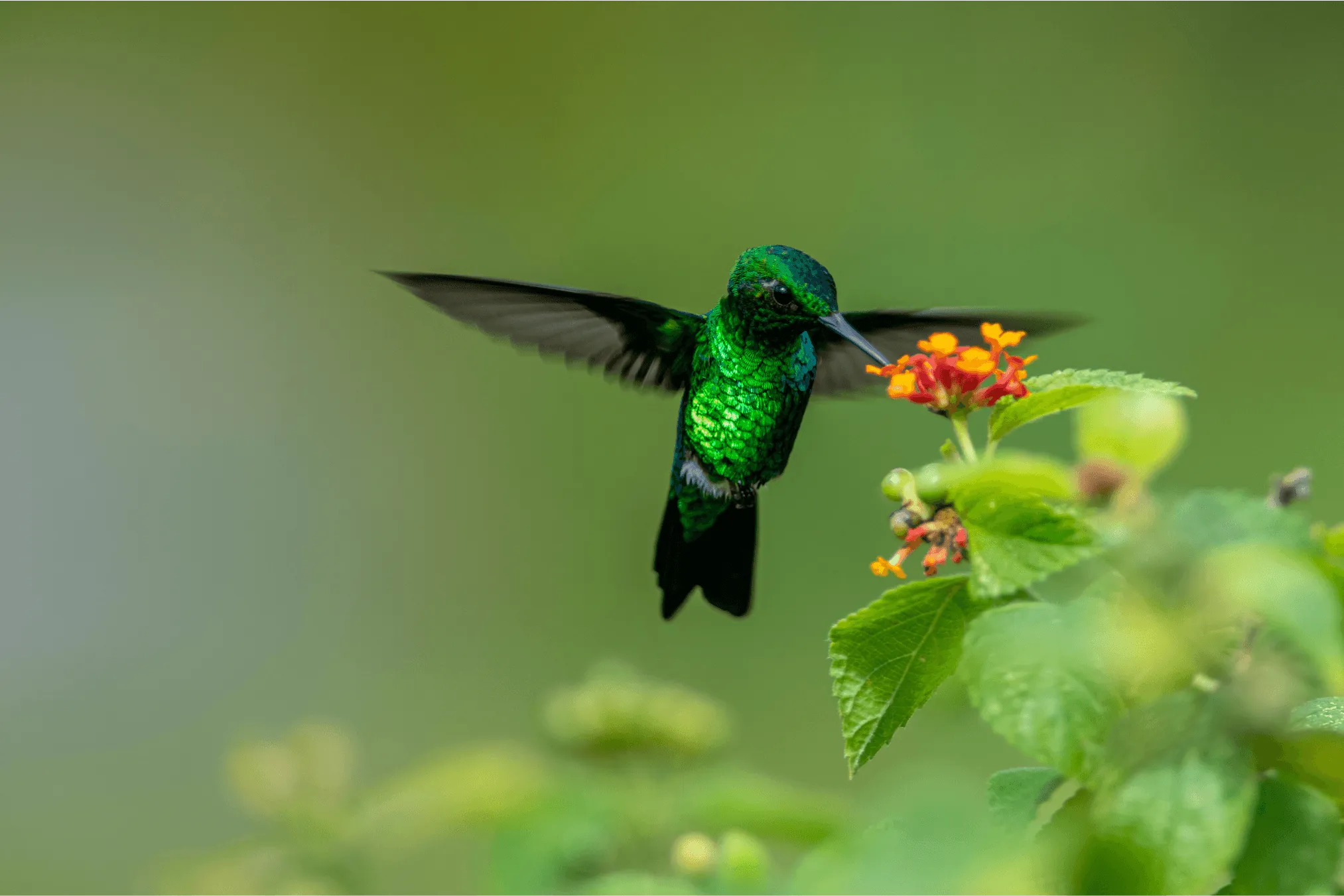Hummingbird hovering beside a flower